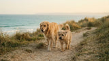 Arrivée d'un deuxième chien sans stress