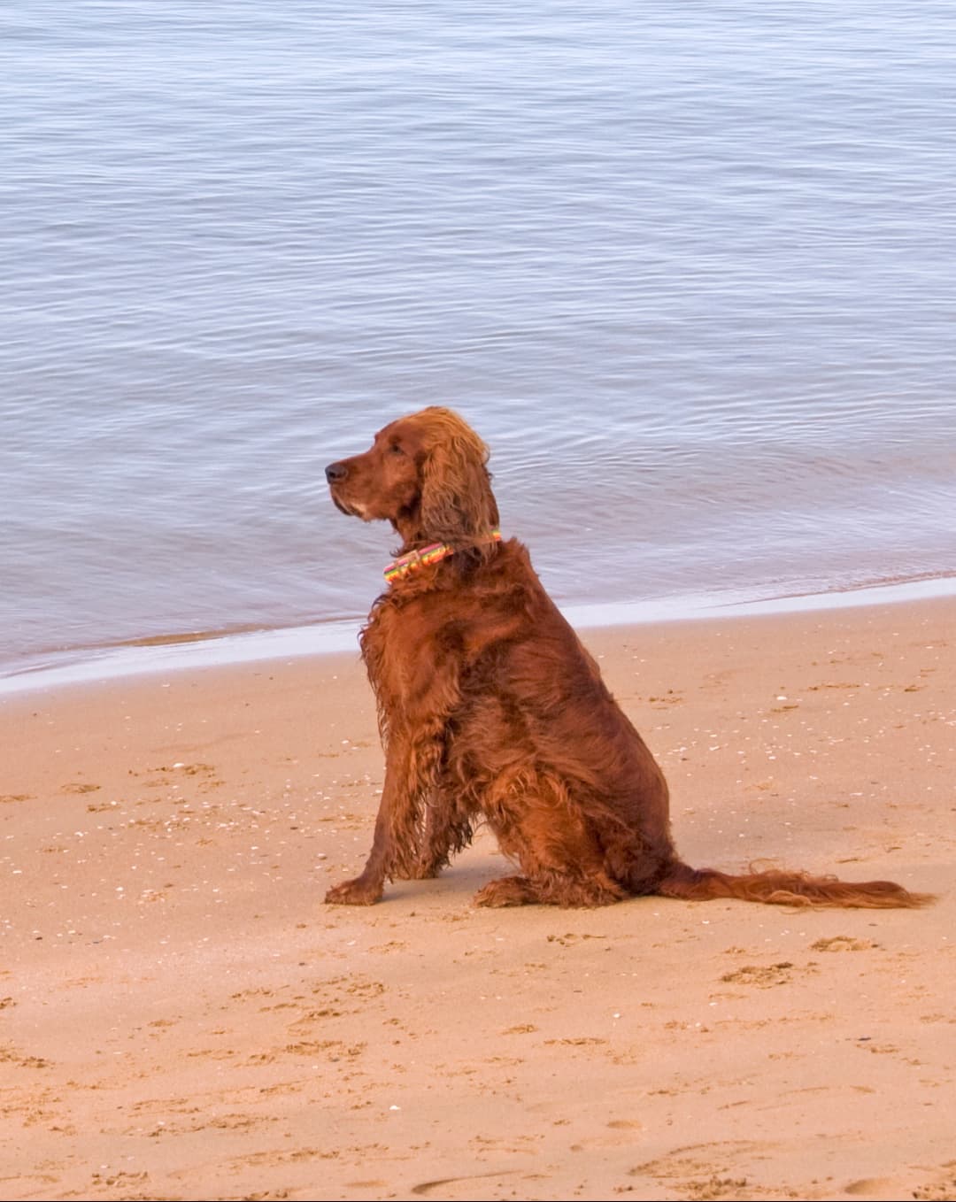 Anxiété du chien : ce que cache un stress non traité Image