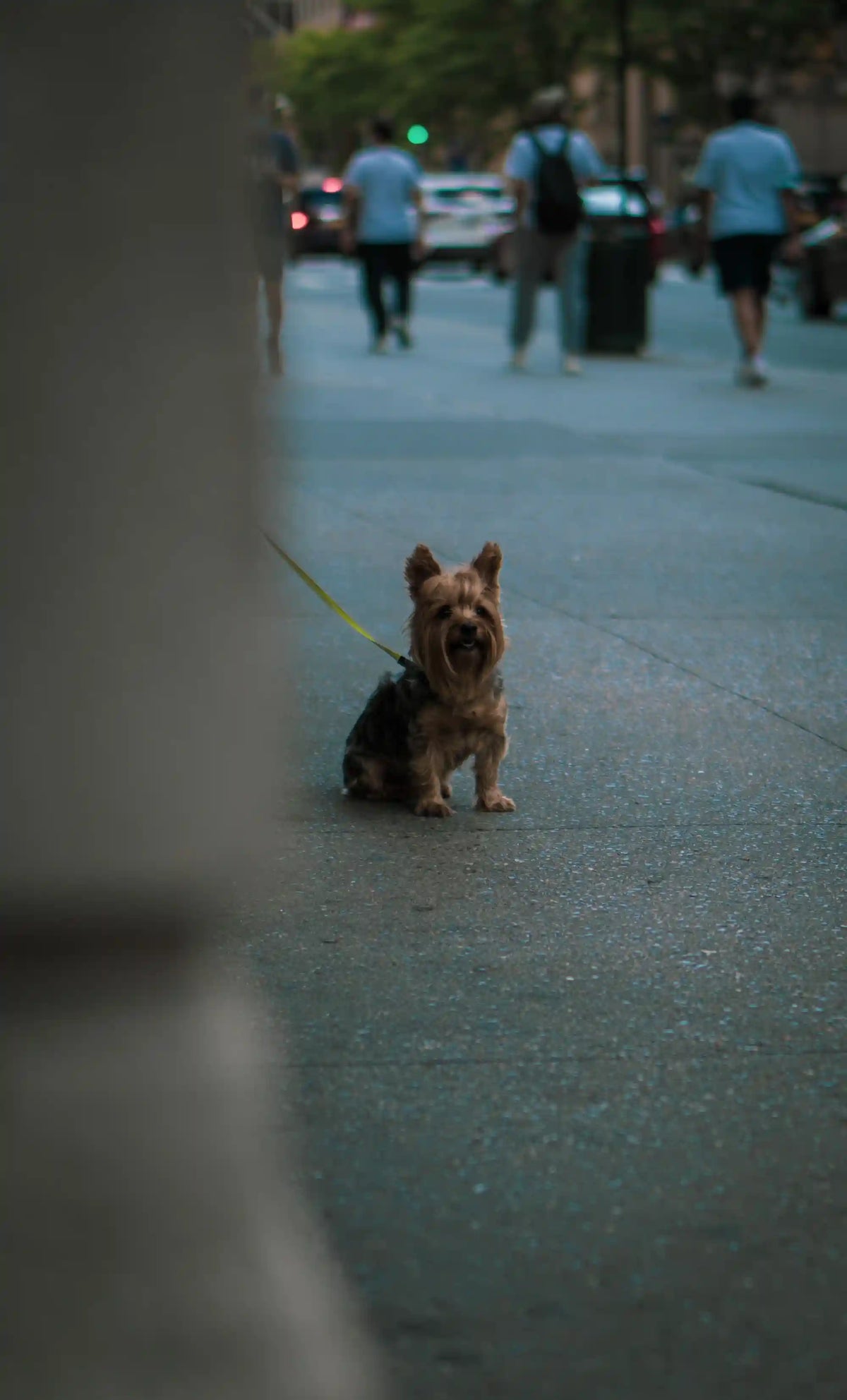 Stress du chien en ville : Les causes sous-estimées Image