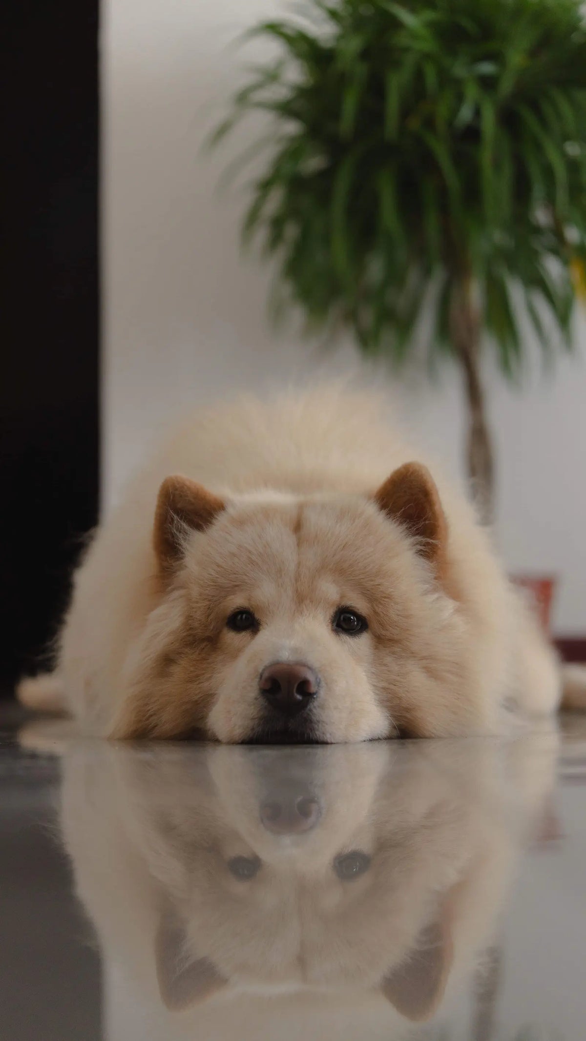 Signes de stress chez le chien : apprendre à les reconnaître Image