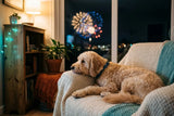 Chien qui a peur des feux d'artifice