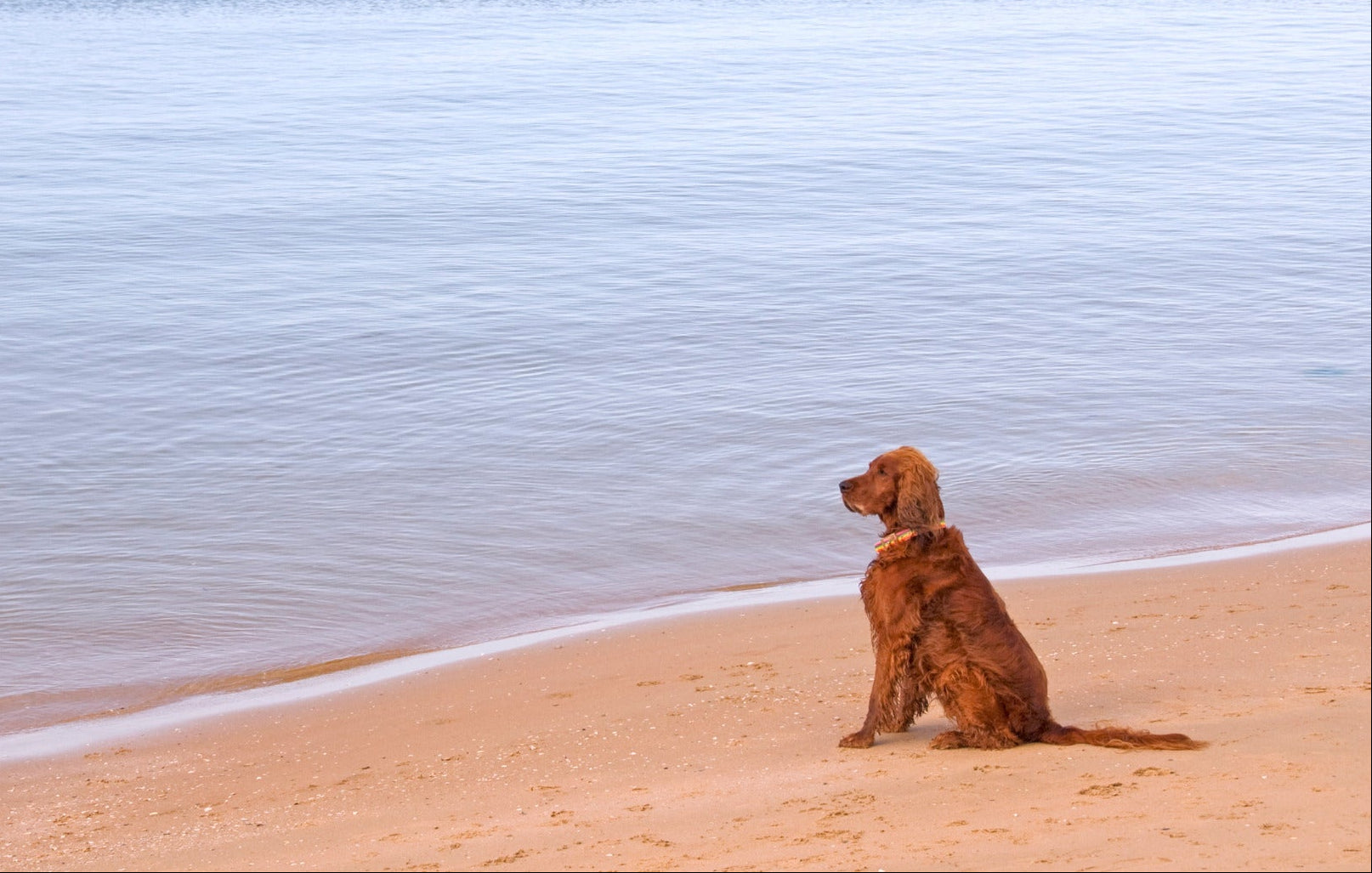 Anxiété du chien : ce que cache un stress non traité Image
