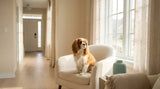 Chien stressé seul à la maison, anxiété de séparation