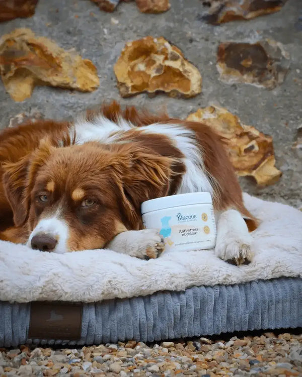 Chien couché dans son panier en extérieur à côté d'un pot de complément anti-stress Blucove