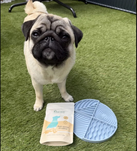 Carlin assis sur la pelouse à côté d'un sachet Blucove anti-stress et d'un tapis de léchage