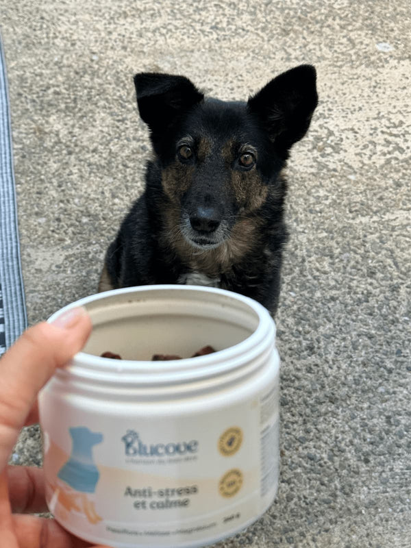 Chien attendant sa bouchée, main tenant un pot ouvert de complément anti-stress Blucove