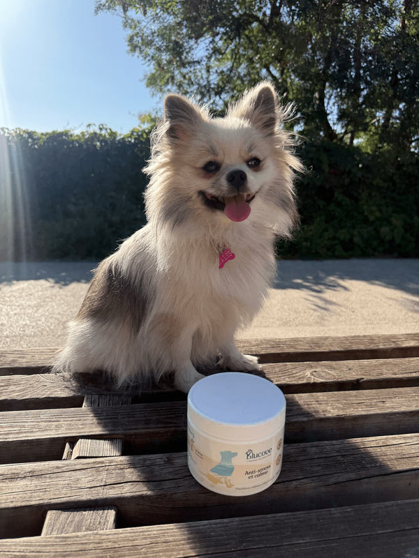 Petit chien à poils longs assis sur un banc en bois à côté d'un pot de complément anti-stress Blucove