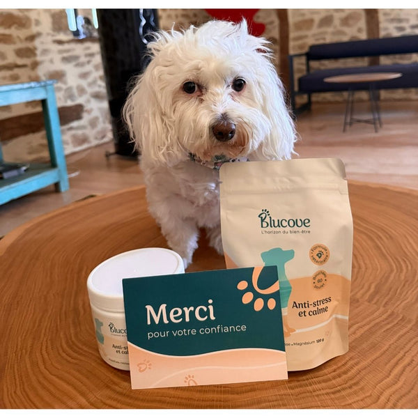 Chien blanc derrière un sachet et un pot Blucove avec une carte « Merci pour votre confiance »