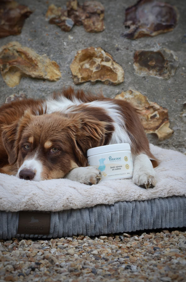 Chien couché dans son panier en extérieur à côté d'un pot de complément anti-stress Blucove