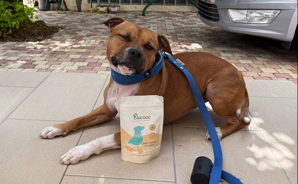 Chien en laisse sur une terrasse avec un sachet de complément anti-stress Blucove