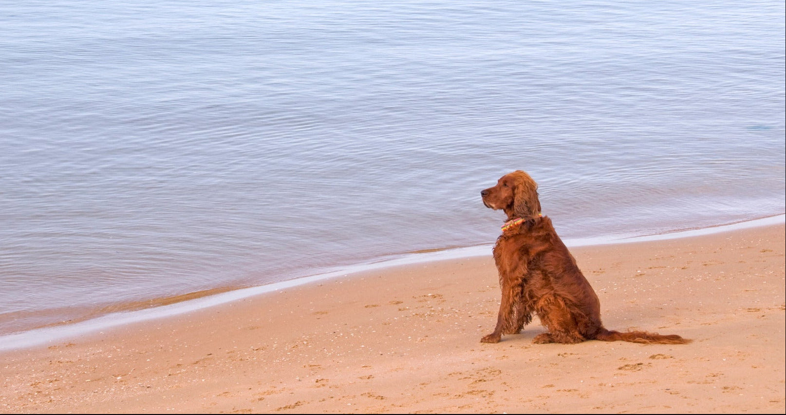 blucove-chien-roux-plage-eau-calme.jpg (1920×1080)