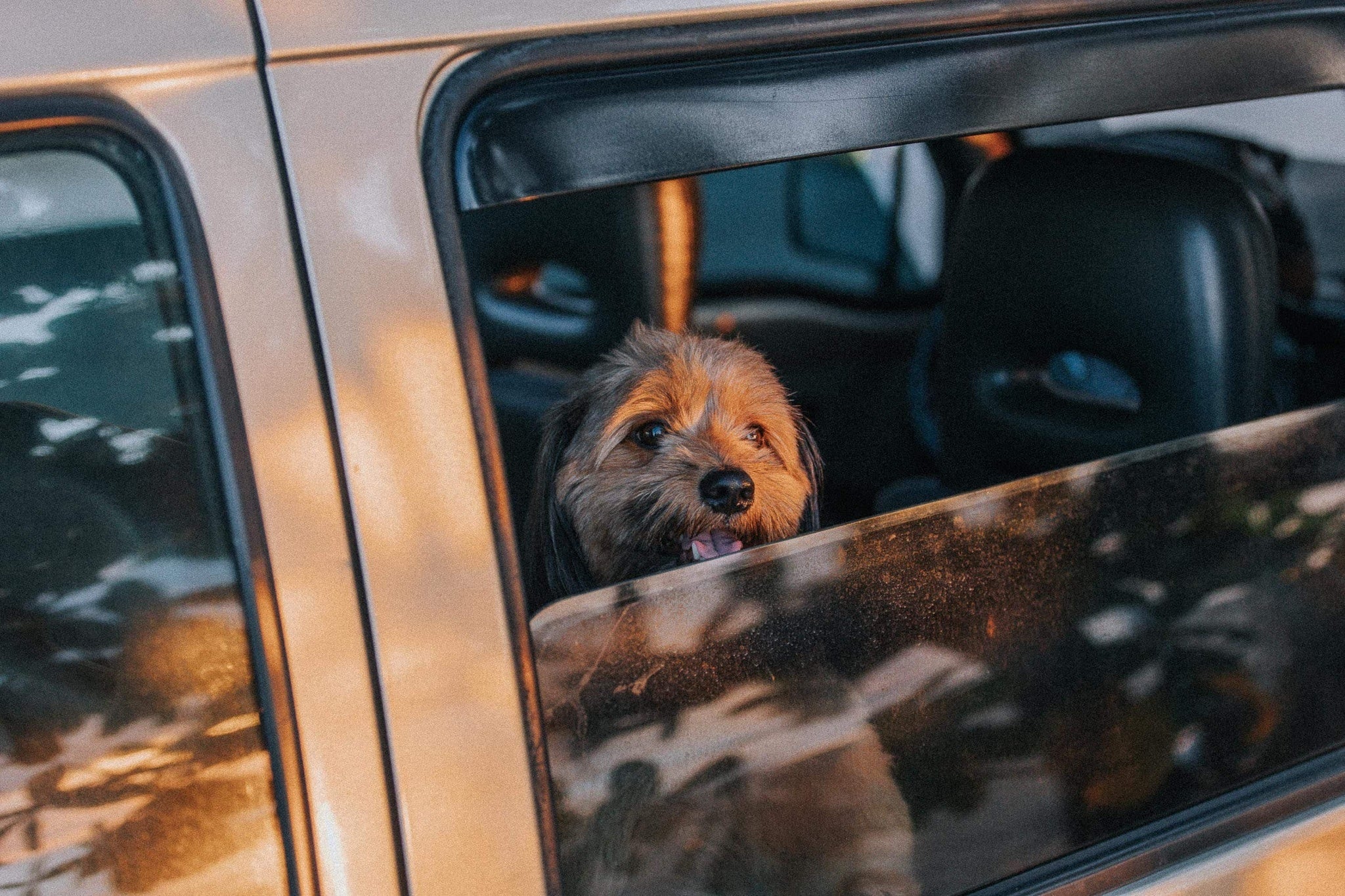 Petit chien regardant par la fenêtre ouverte d'une voiture pendant un trajet Image