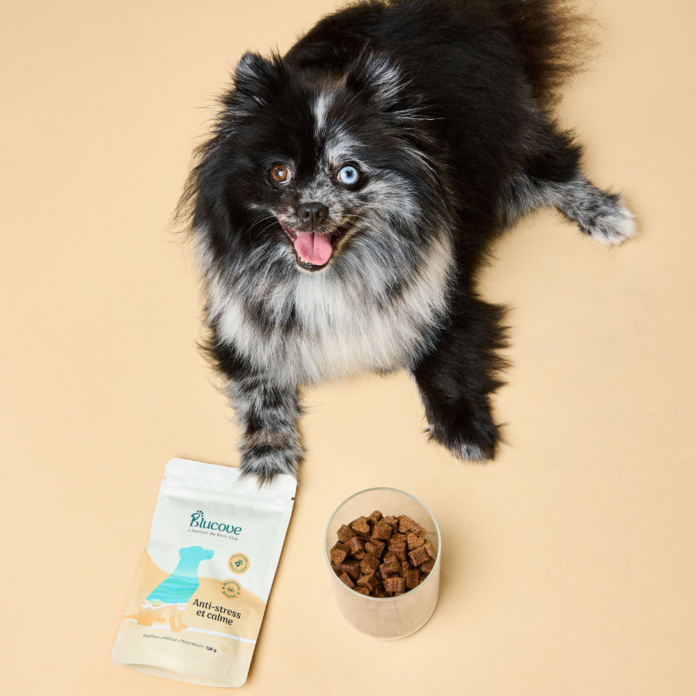 Petit chien spitz noir à côté d'un sachet Blucove anti-stress et d'un bol de soft chews