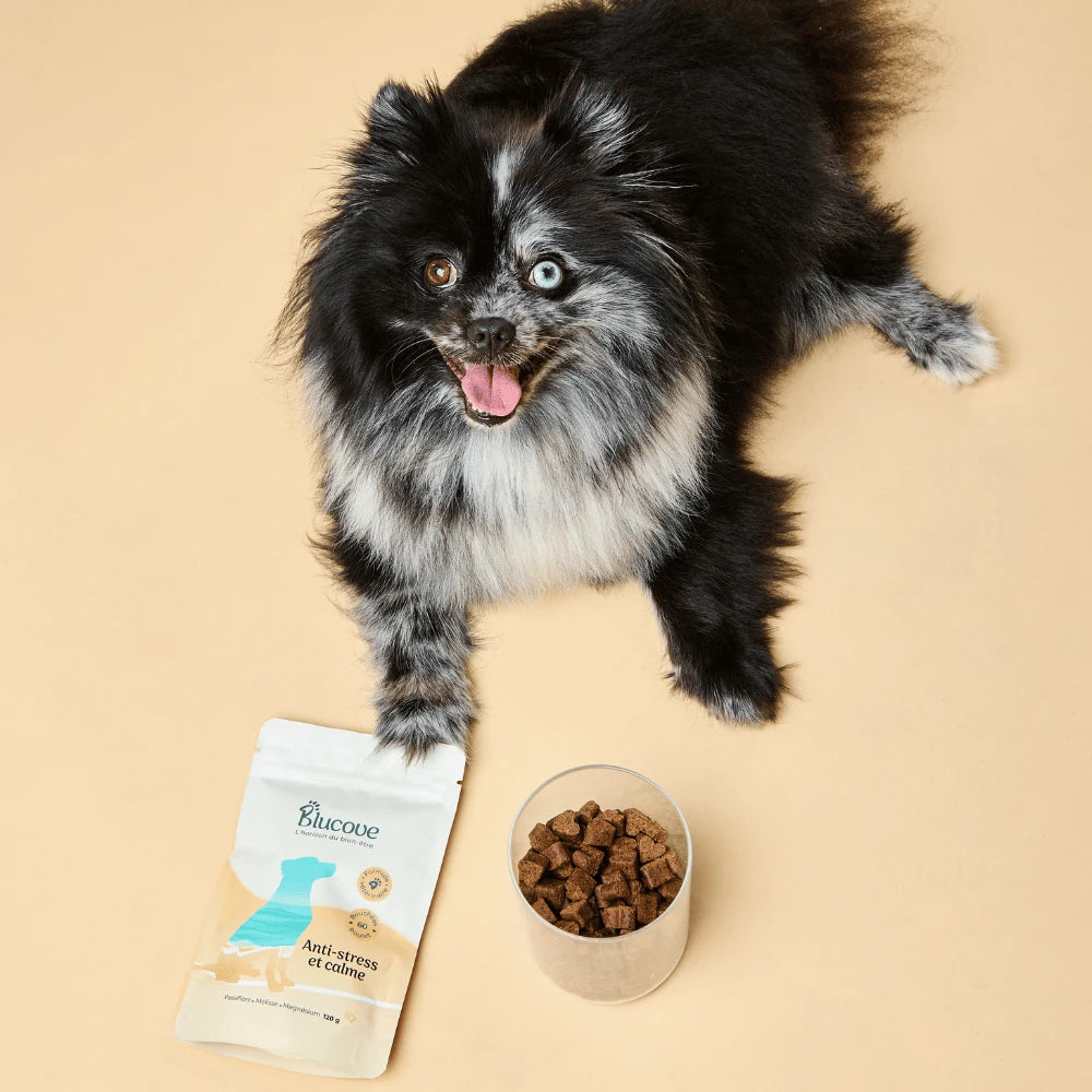 Petit chien spitz noir à côté d'un sachet Blucove anti-stress et d'un bol de soft chews