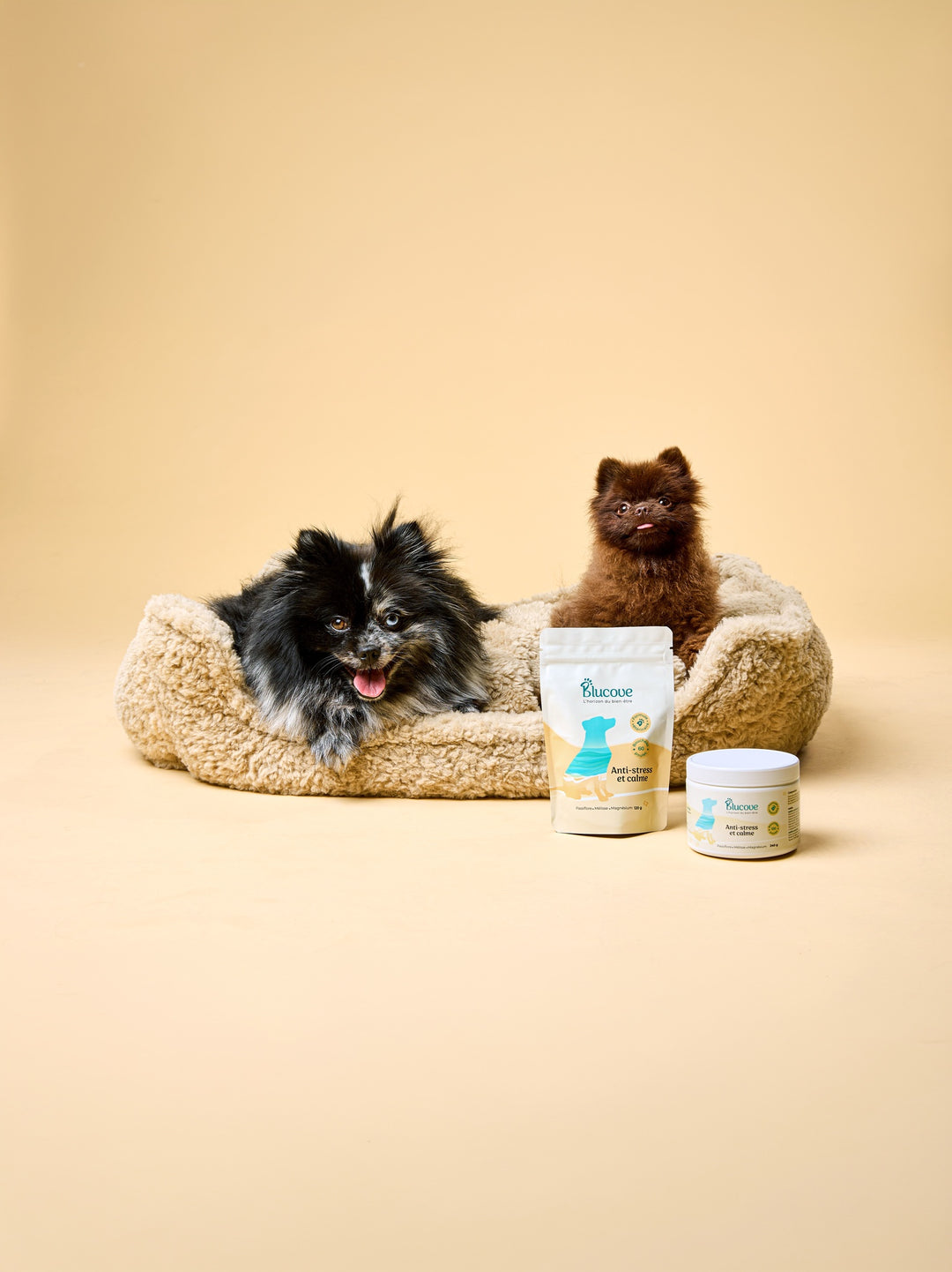 Deux petits chiens spitz nains dans un panier moelleux avec le sachet et le pot de complément anti-stress Blu