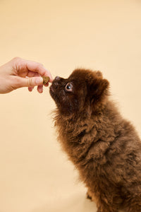 Petit chien brun recevant à la main un soft chew de complément anti-stress Blucove, sur fond beige studio