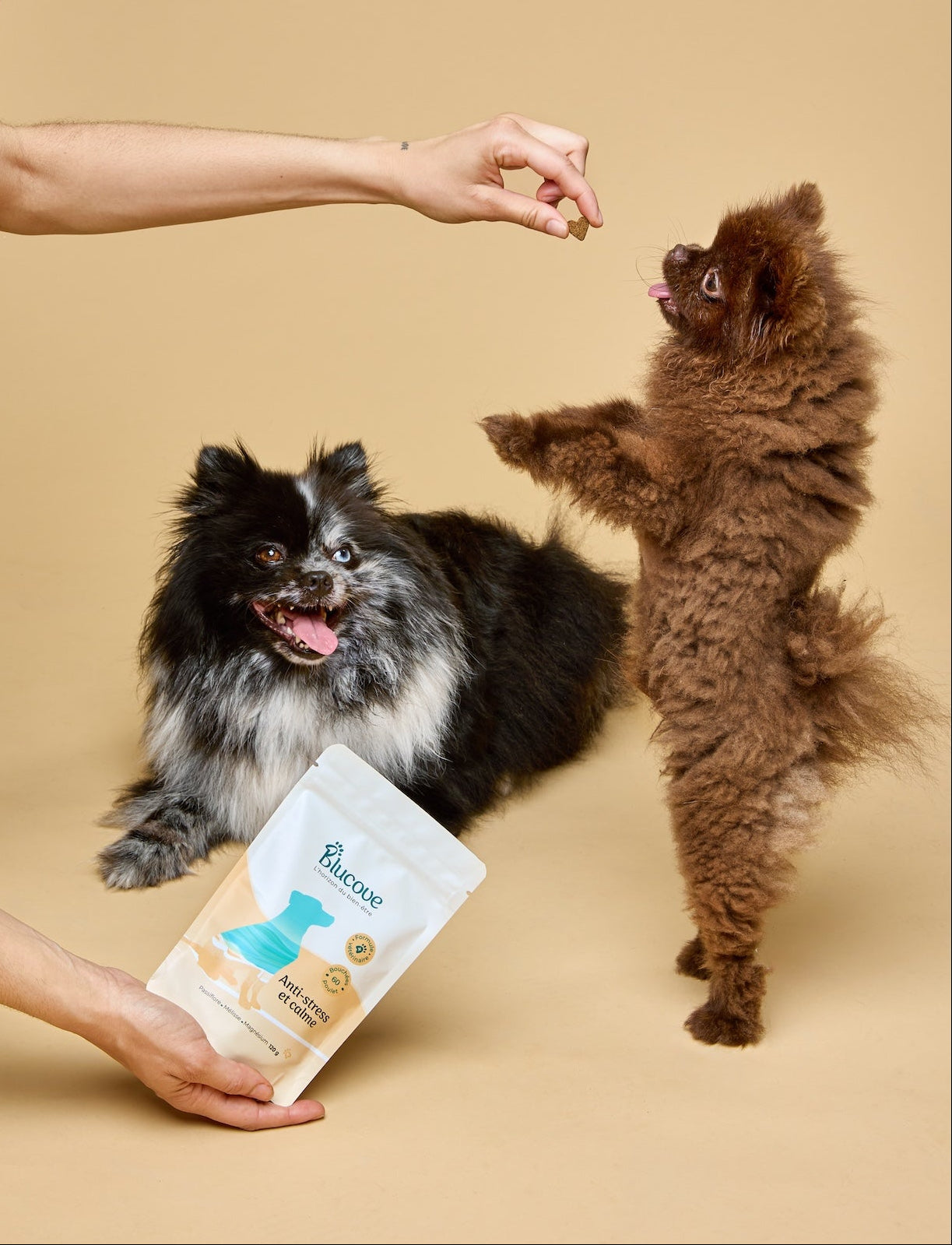 Deux petits chiens spitz en studio, l'un debout pour une récompense, avec un sachet de complément anti-stress Blucove Image