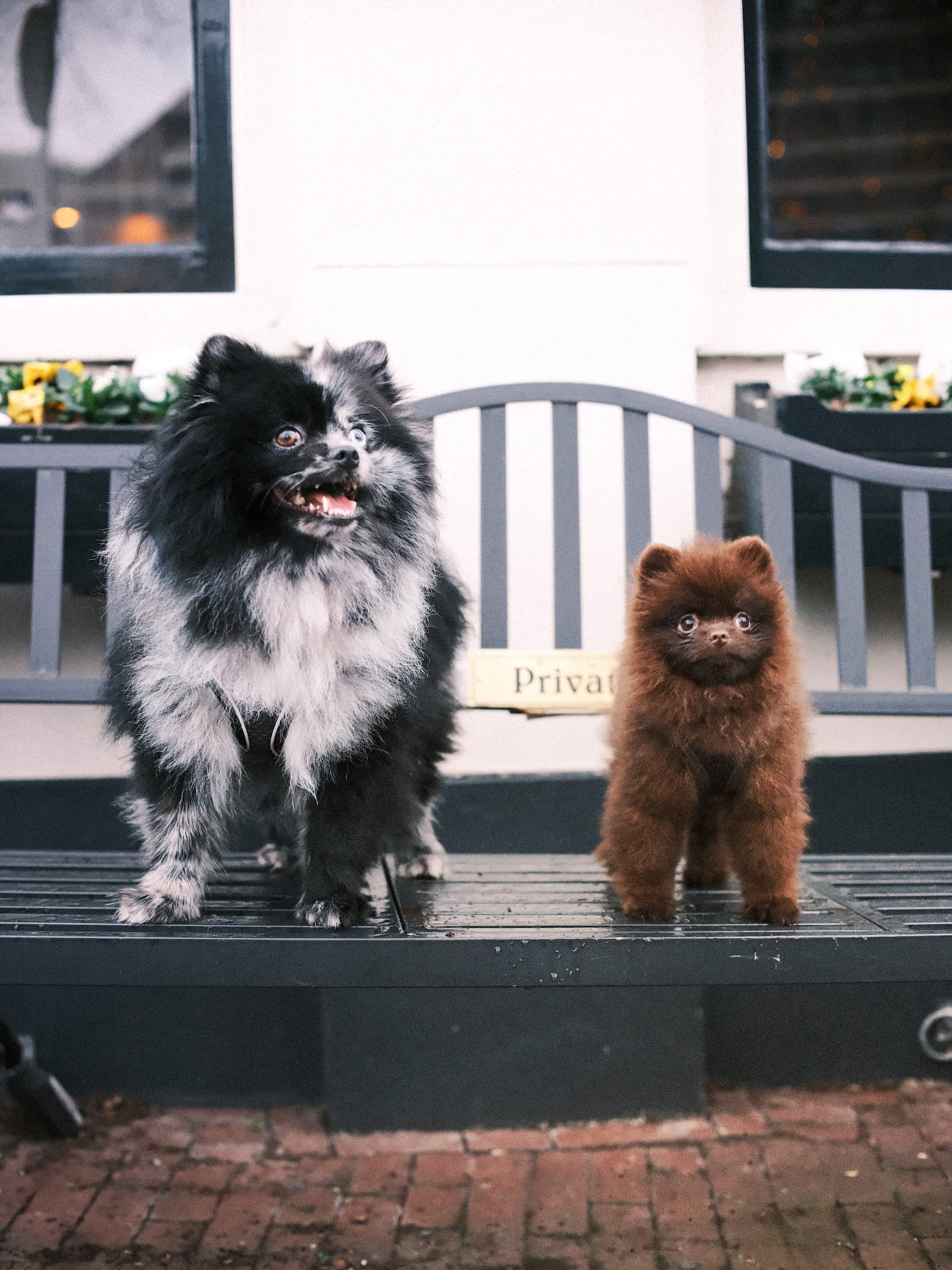 Deux petits chiens spitz, un noir et un brun, assis sur un banc devant une façade blanche Image