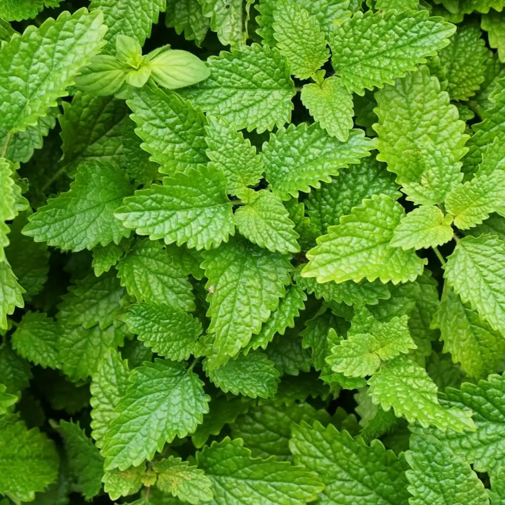 Feuilles de mélisse, actif naturel apaisant du complément anti-stress Blucove pour chien
