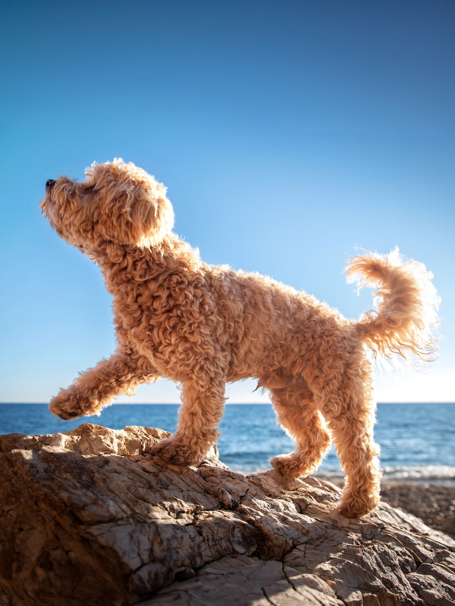 Petit chien brun bouclé debout sur un rocher au bord de la mer, sous un ciel bleu Image