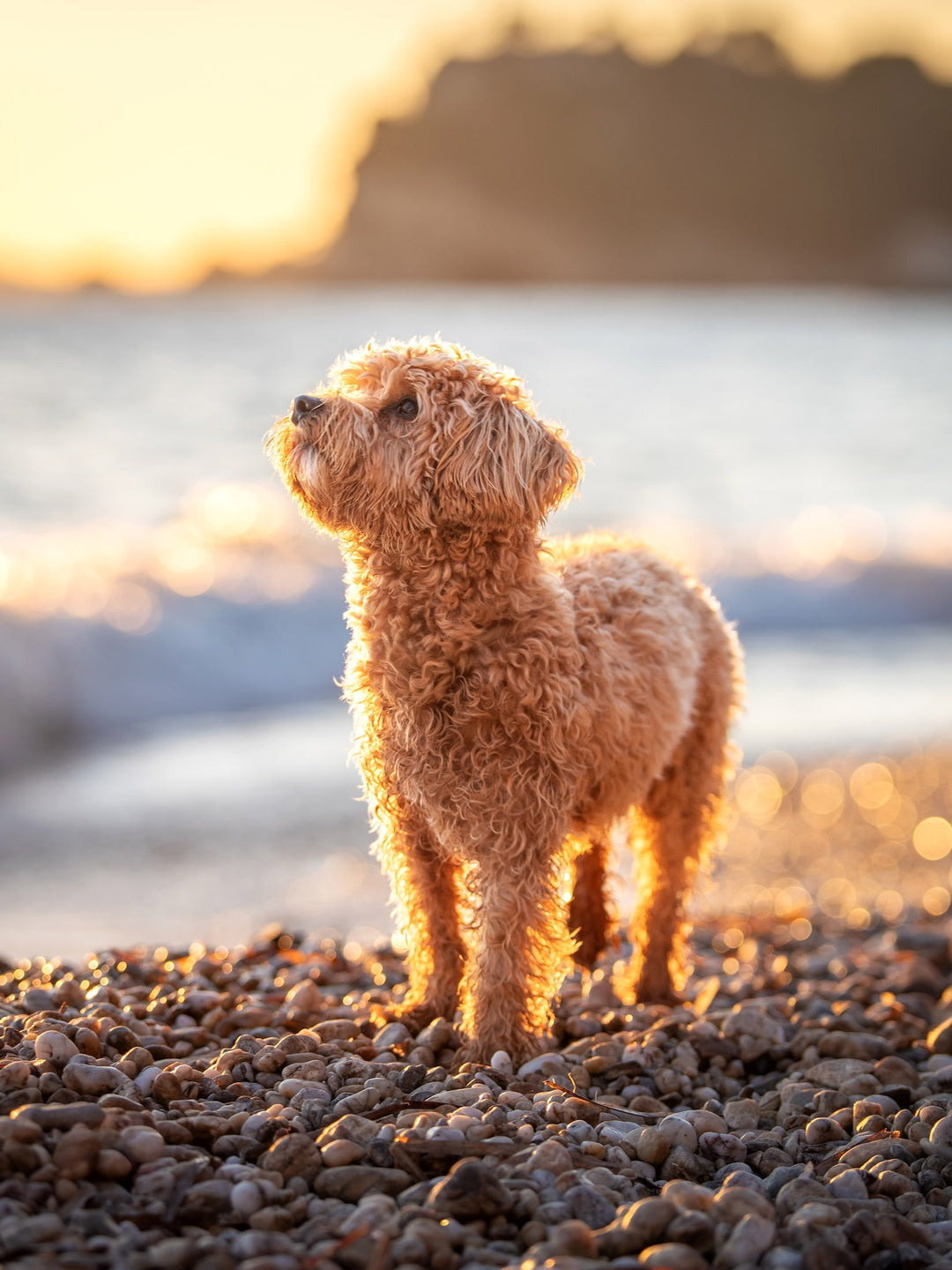 Petit chien brun bouclé sur la plage au coucher du soleil, face à la mer