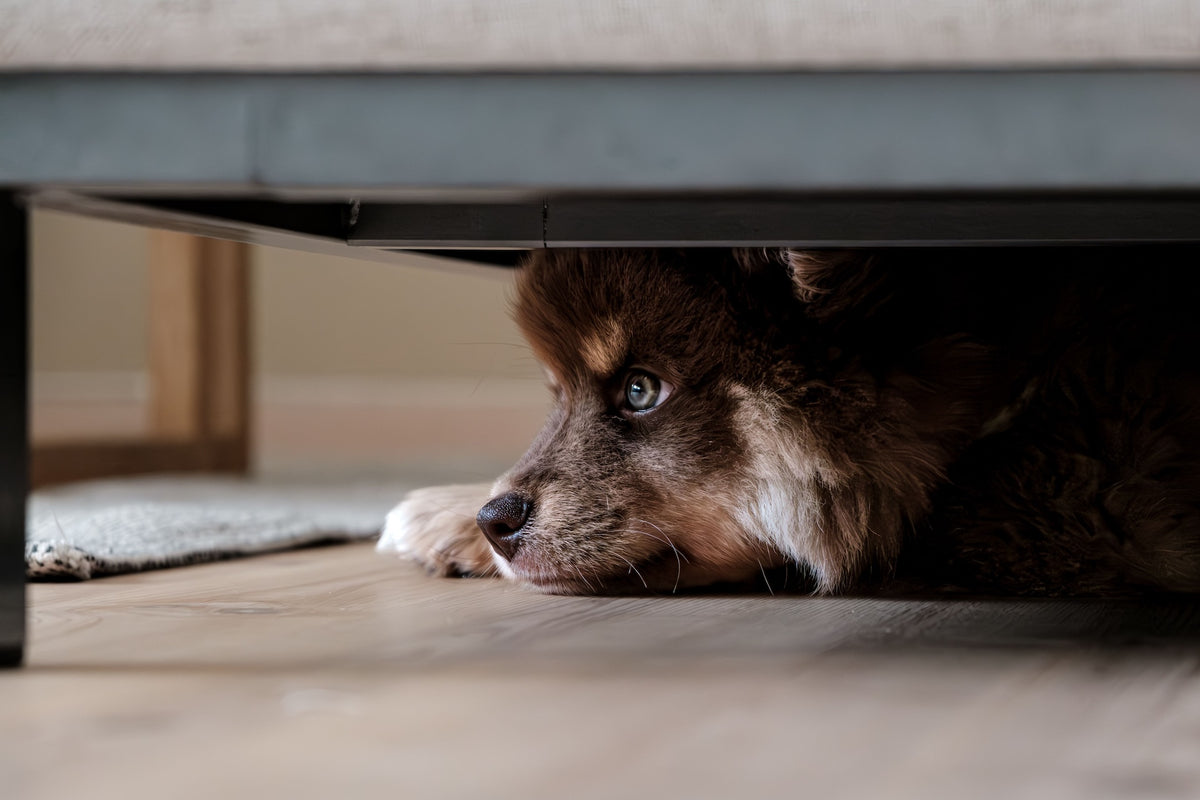 Chien qui se cache sous une table Image